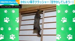 飼い主「甘やかしてしまう…」容赦なく障子を破っていく猫に「ロッククライミングに目覚めた？」「貼り直し決定w」など反響