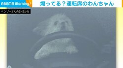 こんな運転手なら大歓迎！！ かわいい“あおり運転”をする犬に反響続々