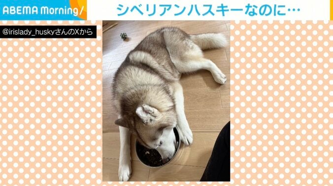 シベリアンハスキーのナイトくん