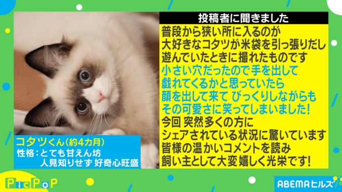 手も足も出ない…子猫の可愛らしい戯れに反響「顔がいかつくて笑ってしまった」 2枚目