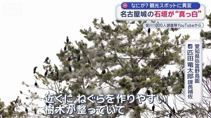 近くにねぐらを作りやすい樹木が整っているという