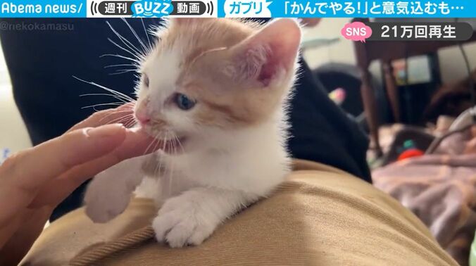 子猫が飼い主さんの指を突然ガブリ！… その後、予想外の展開へ 「思わず声が出てしまいました」「もはや芸術的」 1枚目