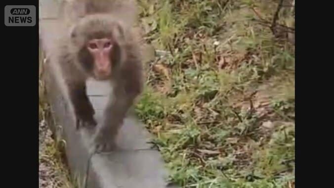 人に慣れたサル…なぜ増えた？　電線や庭“住宅街で大暴れ” 1枚目