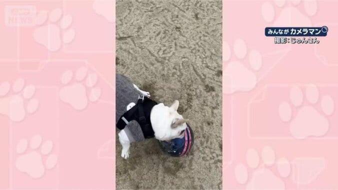 絶対とめるワン！