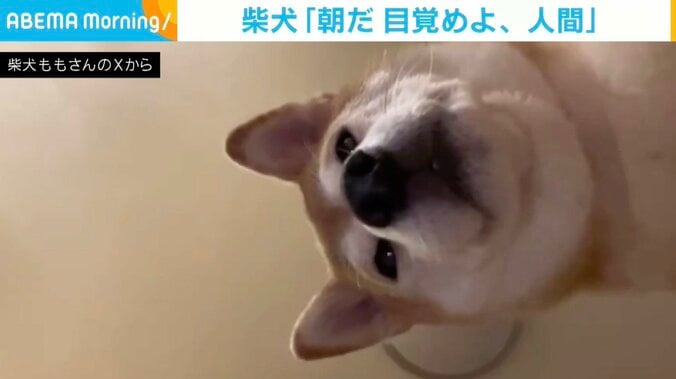 柴犬のももちゃん