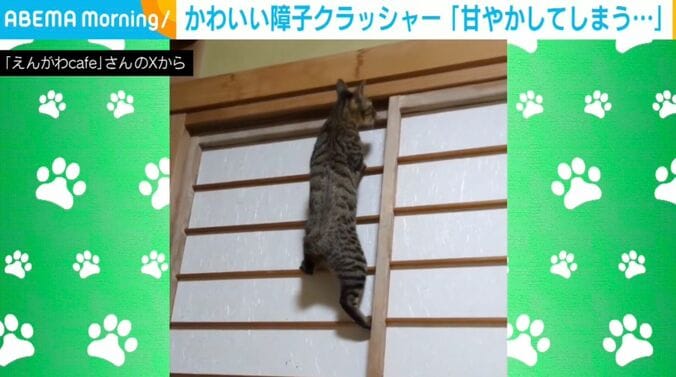 猫のはるかぜくん
