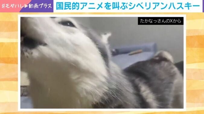 シベリアンハスキーのせつなちゃん