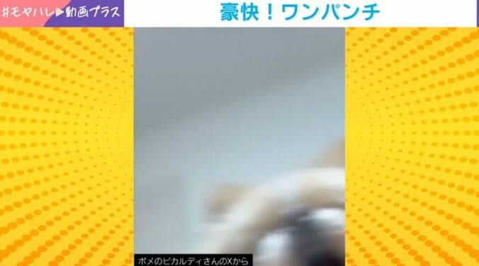 ピカルディくん