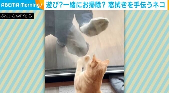 猫のミクくん