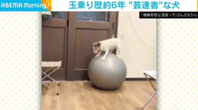 ジャックラッセルテリアのシャーロットちゃん