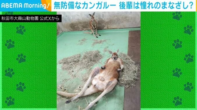 カンガルーのミオくん