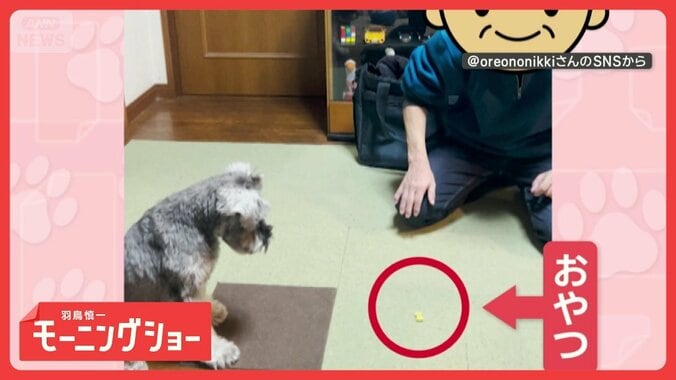 興味ないふりして…　おやつに一直線！　“フェイント”で油断させるワンちゃん 1枚目