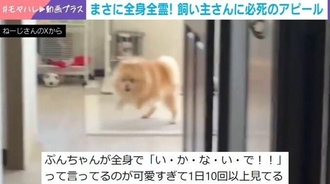 地団駄を踏むポメラニアンのぷんちゃん（2歳）