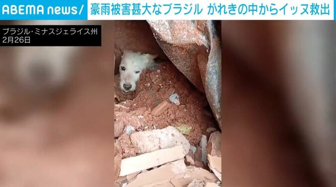 がれきに埋まる犬