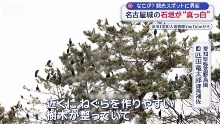 近くにねぐらを作りやすい樹木が整っているという