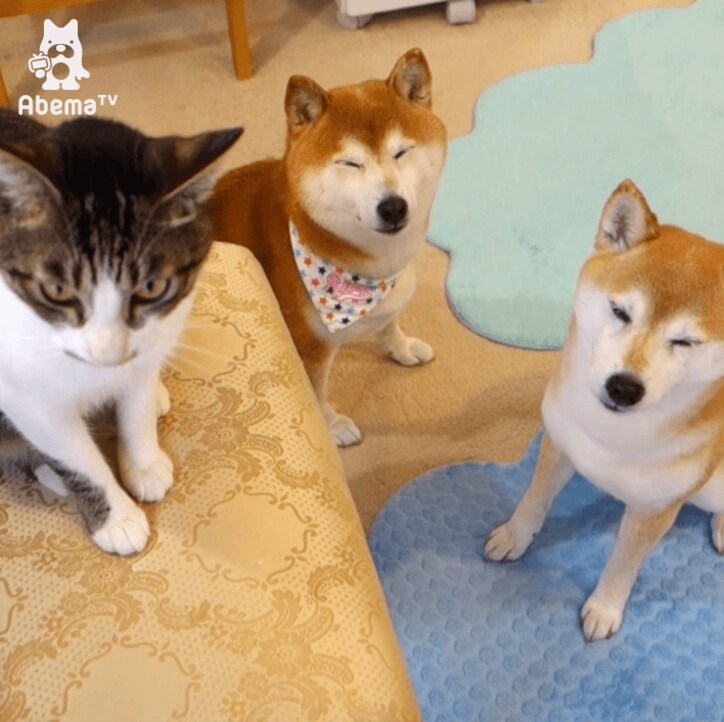 「お手できるにゃ！」 柴犬2匹と暮らす猫ミルキーの芸に才能を感じる