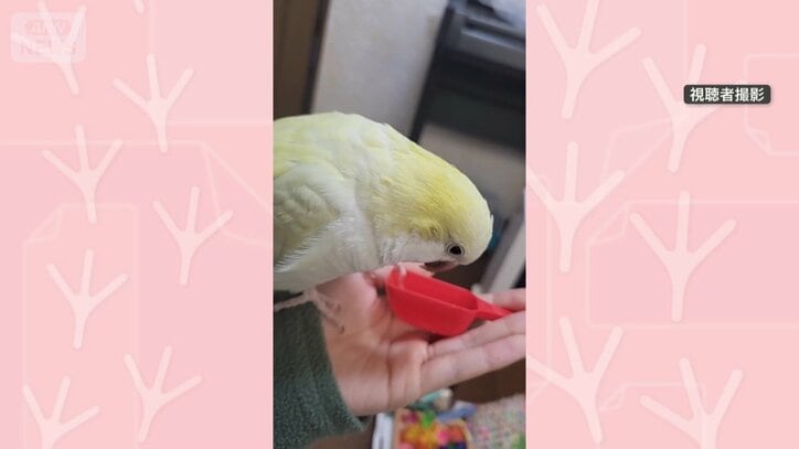 ごはんを食べる