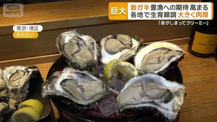 身が詰まった愛媛県産の岩ガキ