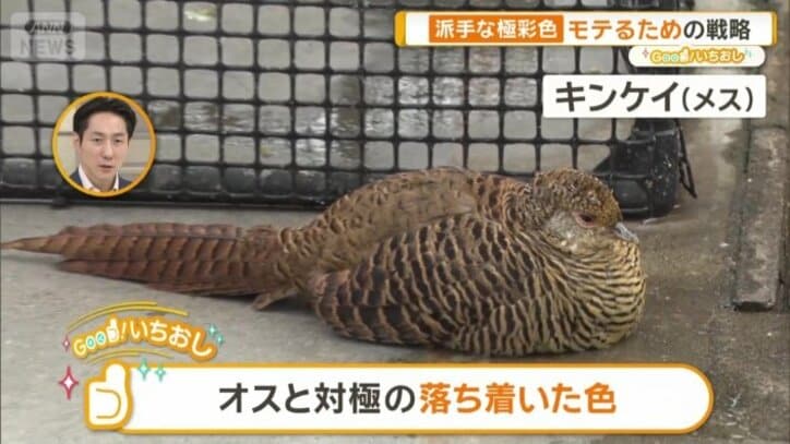 メスのキンケイ