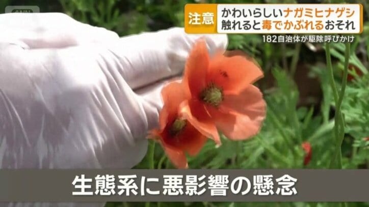 生態系に悪影響の懸念