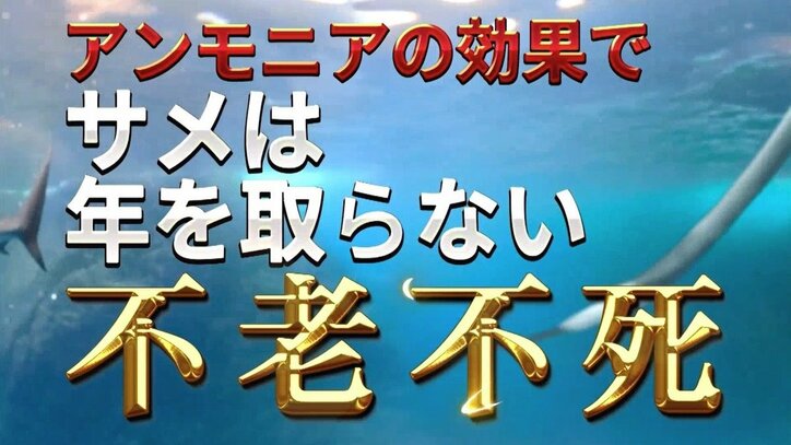 ナスD、サメの「不老不死」理論を提唱！ 独自の見解に現場スタッフの反応は
