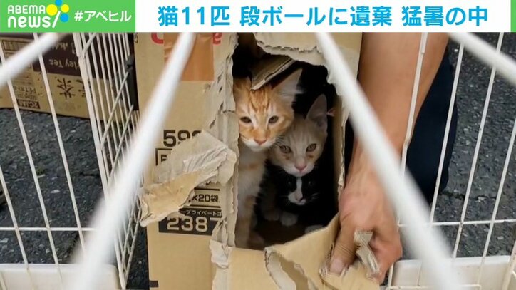 住宅街にシカ2頭 警察とにらみ合いに 札幌市 国内 Abema Times