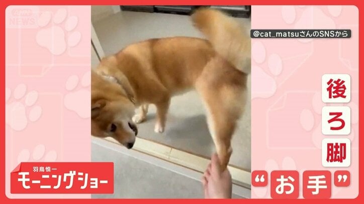 「個性的だワン」まさかの後ろ脚! 変わった“お手”をするワンちゃん なぜそっち?