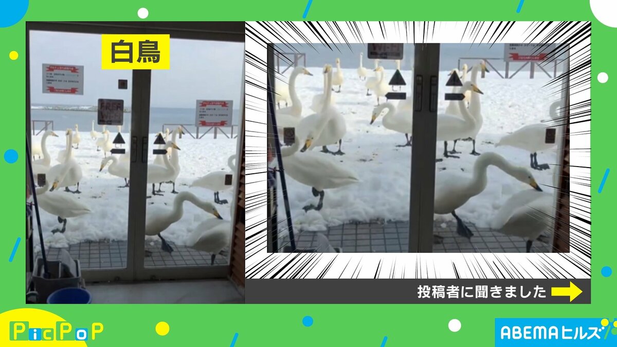 SHOGUNの次はCHOGUN！？ 白鳥の来訪が「団体だ！！」「流石にご遠慮