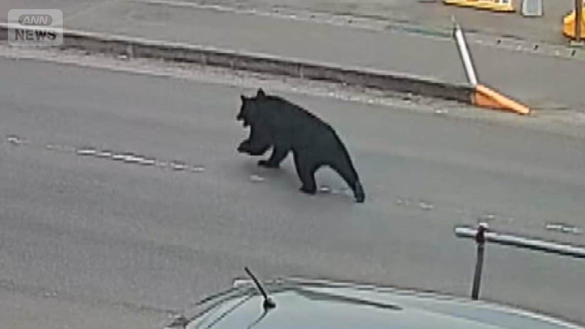 蛇口ひねって水飲んだ？鍵開けて窓スライドさせ逃走か…“賢い”クマの