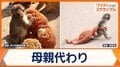子ザル「パンチ」SNSで話題に　オランウータンのぬいぐるみ連れ歩く　大切なぬくもり
