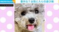 意外な“お気に入りの場所”で遊ぶトイプードルに、飼い主が疲弊「もうそろそろ、やめていいかな（笑）」