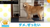 【映像】スマホに向かってパンチする犬