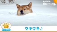 【映像】雪にすっぽり埋まった柴犬（駆け回る姿も）