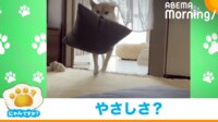 【映像】クッションをブンブン回す柴犬