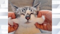 【映像】ほっぺが“もちもち”すぎる猫