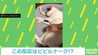 【映像】ノールックで撫でるのを阻止する猫
