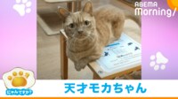 【映像】ドヤ顔“24秒”披露する猫