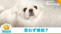 【映像】“ニセモノ”を可愛がる2歳児を見つめる犬の表情