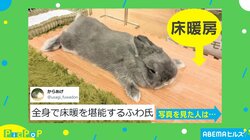 床にべったり寝そべるうさぎ 全身で床暖房を“堪能するポーズ”に「気持ち良さそう」「癒される」悶絶の声