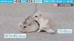 かまちょvs鉄壁ガードのハムスター ぐるぐる回り攻める姿に「動かざることの山の如し」の声