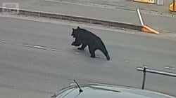 蛇口ひねって水飲んだ？鍵開けて窓スライドさせ逃走か…“賢い”クマの行動なぜ？