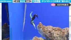 一体、何してる？！タツノオトシゴが魚を“連れ去り”！自らの尻尾で巻きつけるようにがっちりと連れ去る姿に反響