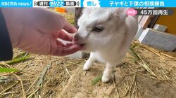 生後10日の子ヤギが“激おこ” 直後に飼い主の指を“ハミハミ”　「可愛さハンパない」45万人が悶絶