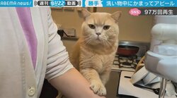 “かまってアピール”全開の猫→撫でてあげると…嬉しさ全開の「ゴロゴロ」が爆音級