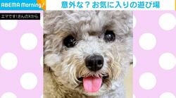 意外な“お気に入りの場所”で遊ぶトイプードルに、飼い主が疲弊「もうそろそろ、やめていいかな（笑）」