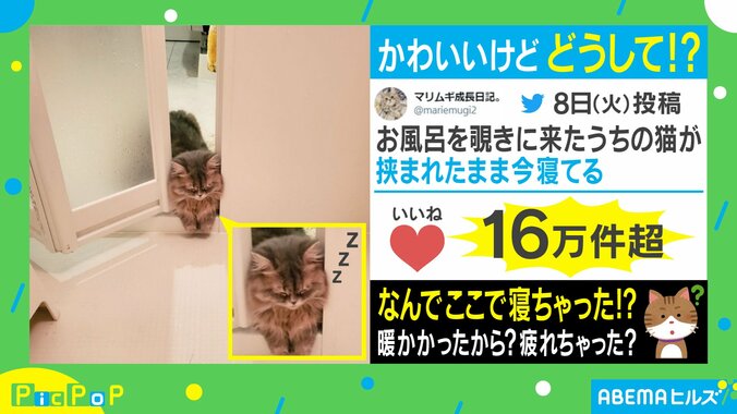 つり革持って寝てるのと同じ？ 風呂を覗きに来た猫のまさかの姿が「可愛すぎる」と話題に 1枚目