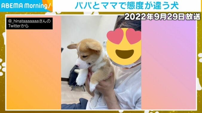 コーギーのひなたくん