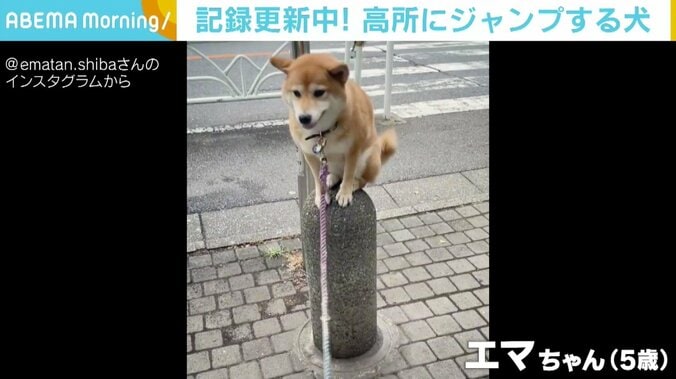 石柱に登ってちょこん “高み”を目指すストイックな柴犬に「忠犬ハチ公風」「かわいい」と反響 1枚目