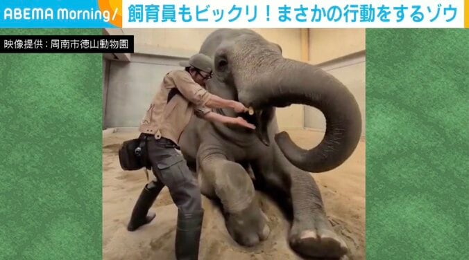 スリランカゾウのミリンダくん