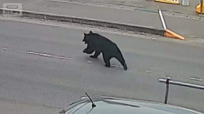 蛇口ひねって水飲んだ？鍵開けて窓スライドさせ逃走か…“賢い”クマの行動なぜ？ 1枚目